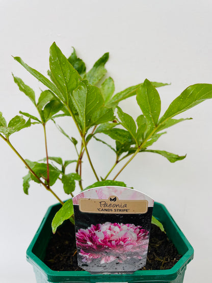 Paeonia ‘Candy Stripe’
