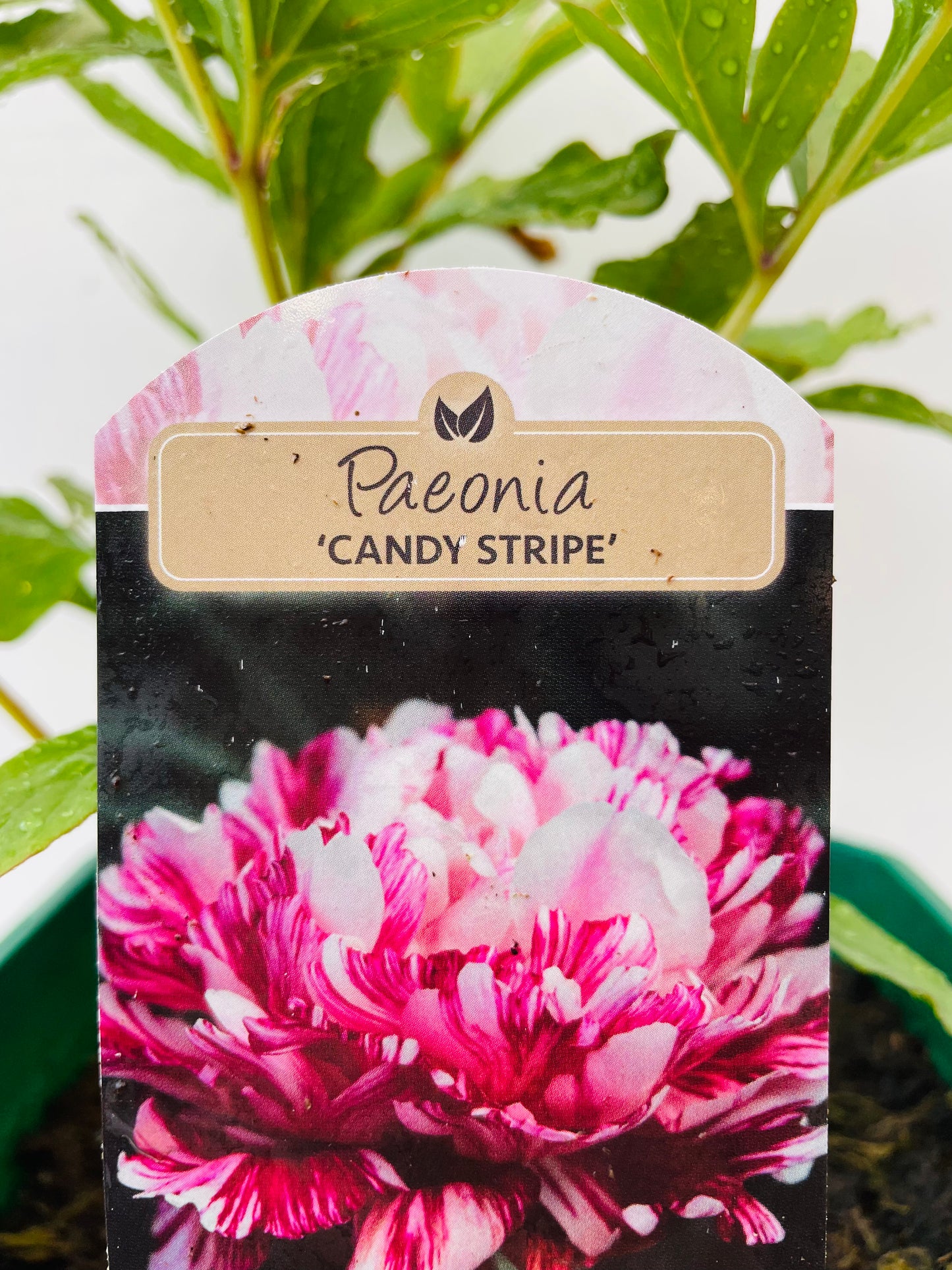 Paeonia ‘Candy Stripe’