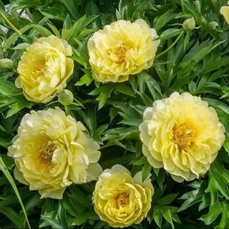 Bilde av Paeonia (I) 'Bartzella'-Spanne Plantesalg
