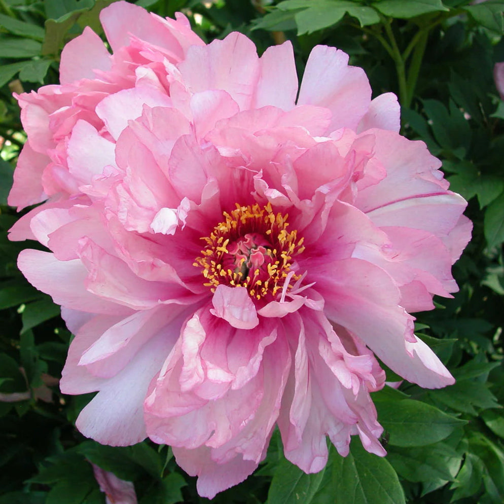 Bilde av Paeonia (Itoe) 'First Arrival'-Spanne Plantesalg