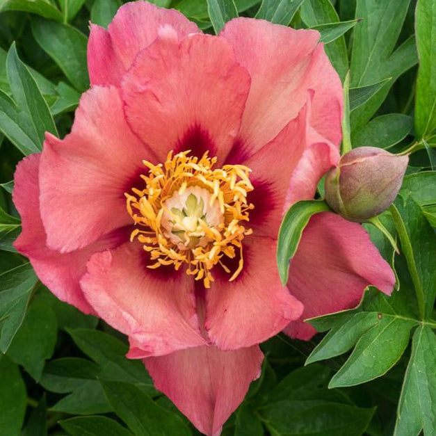 Bilde av Paeonia (Itoe) 'Old Rose Dandy'-Spanne Plantesalg