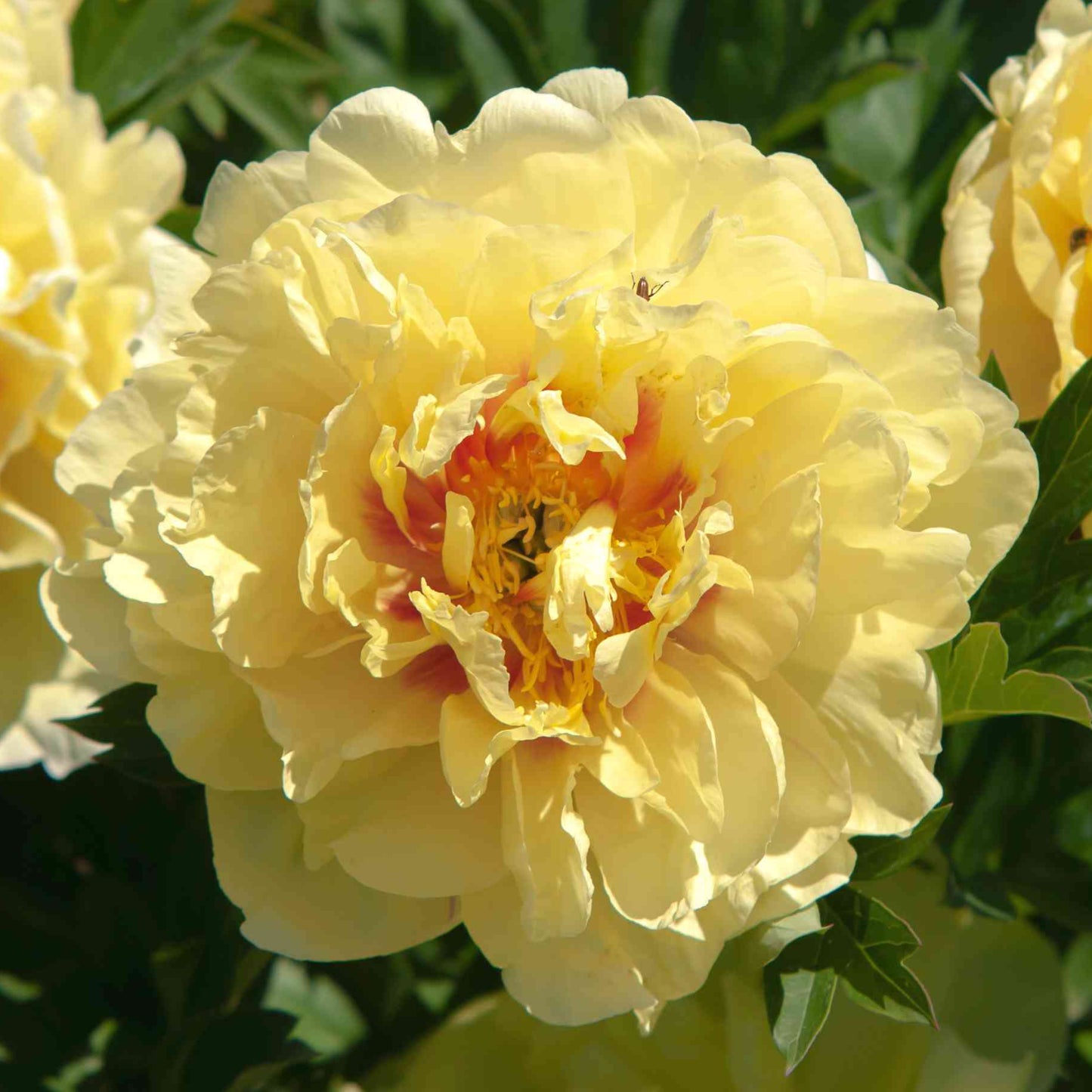 Bilde av Paeonia (Itoe) 'Prairie Charm'-Spanne Plantesalg