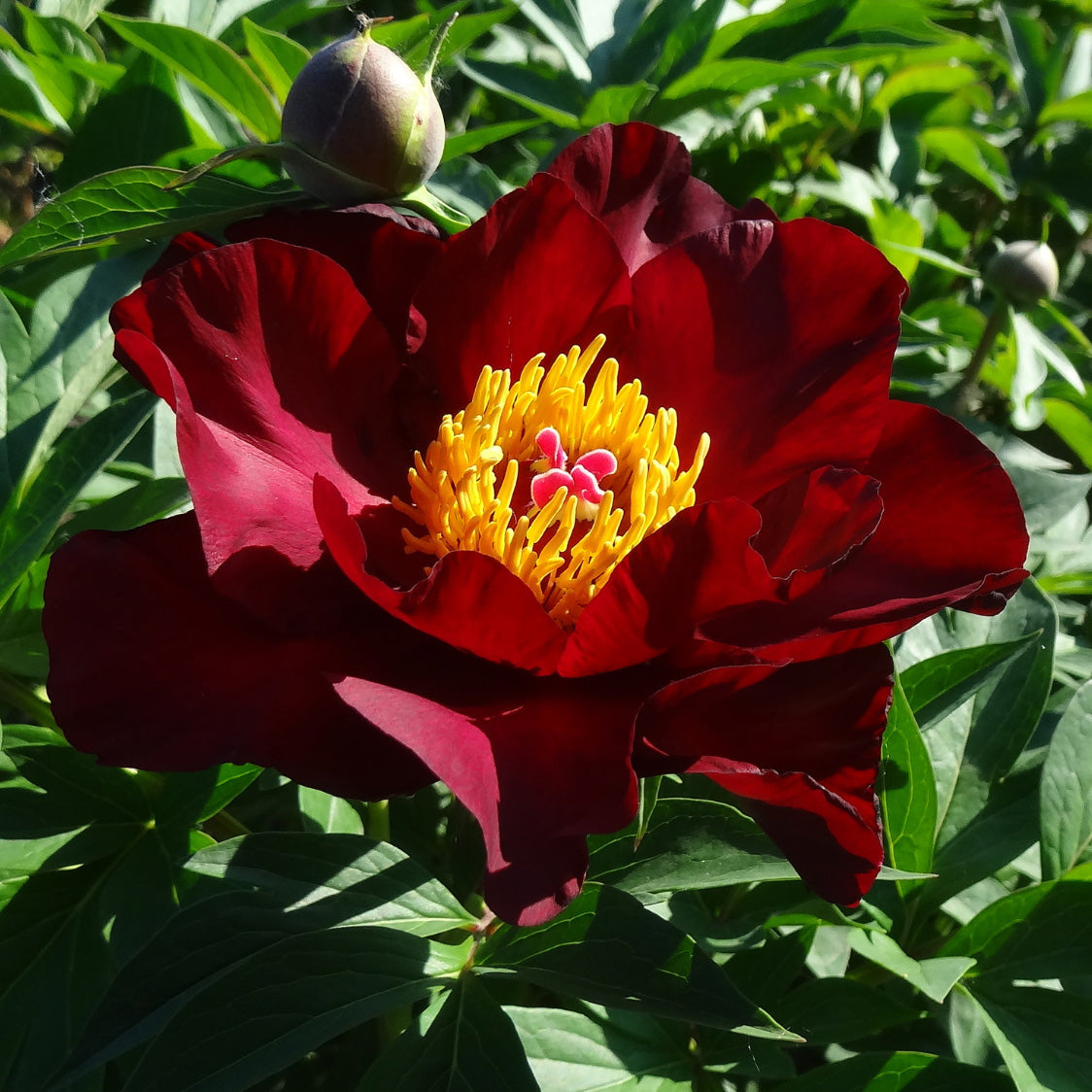 Bilde av Paeonia (Itoh) 'Scarlet Heaven'-Spanne Plantesalg