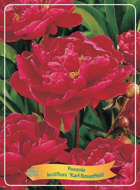 Bilde av Paeonia Lactiflora-Spanne Plantesalg