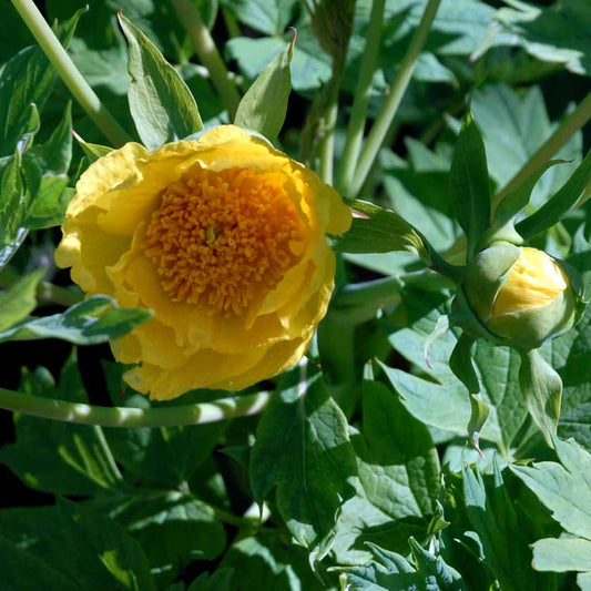 Bilde av Paeonia lutea-Spanne Plantesalg