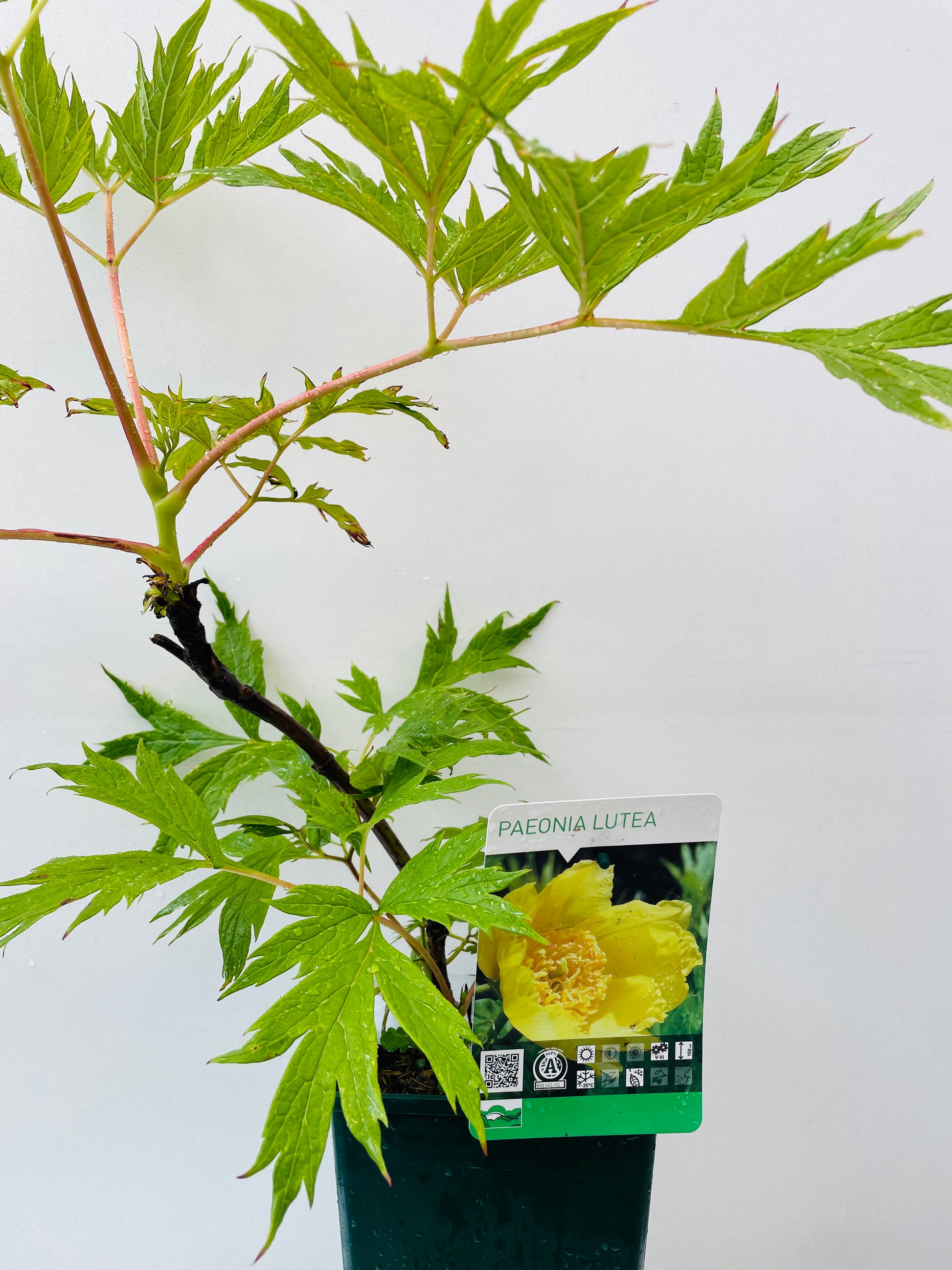 Bilde av Paeonia lutea-Spanne Plantesalg