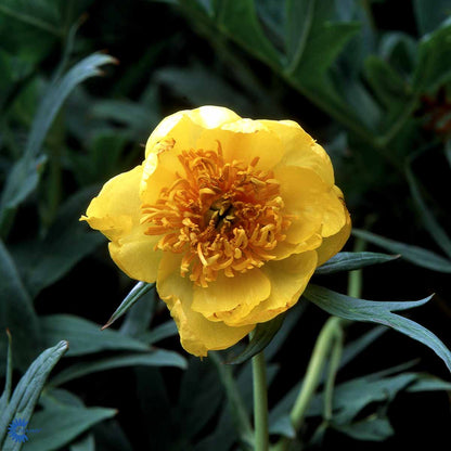 Bilde av Paeonia lutea-Spanne Plantesalg
