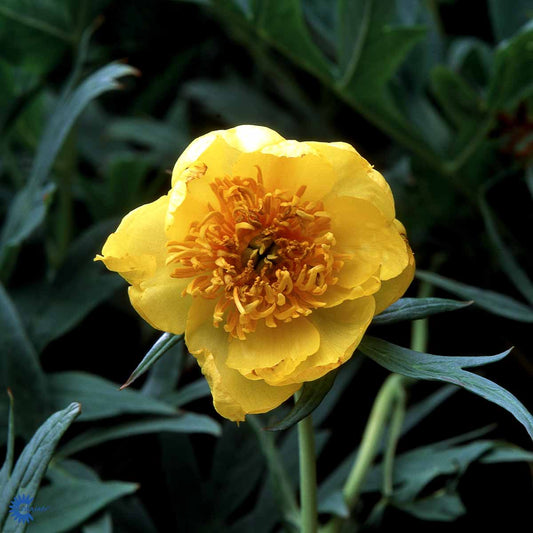 Bilde av Paeonia lutea-Spanne Plantesalg