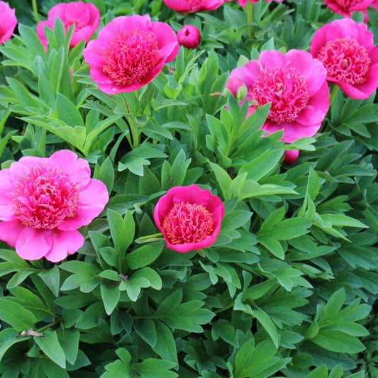 Bilde av Paeonia off. 'Anemoniflora'-Spanne Plantesalg