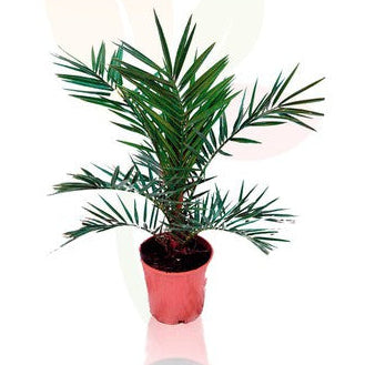 Bilde av Phoenix canariensis-Spanne Plantesalg