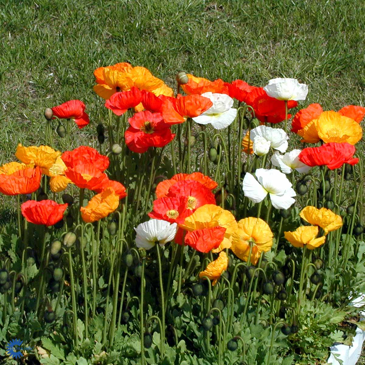 Bilde av Papaver nud. 'Gartenzwerg'-Spanne Plantesalg