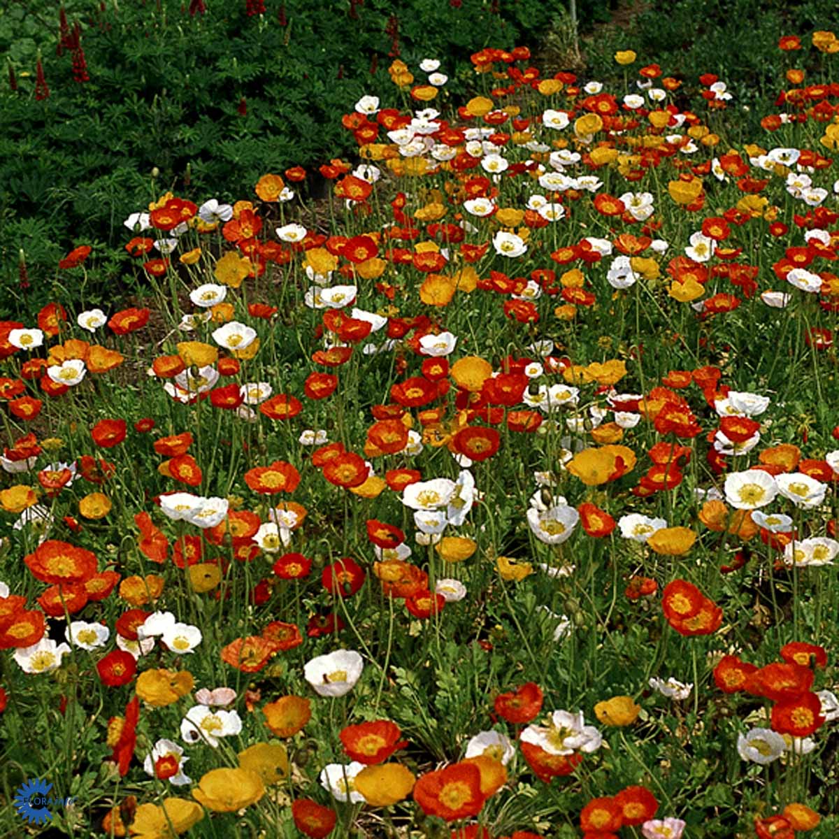Bilde av Papaver nudicaule-Spanne Plantesalg