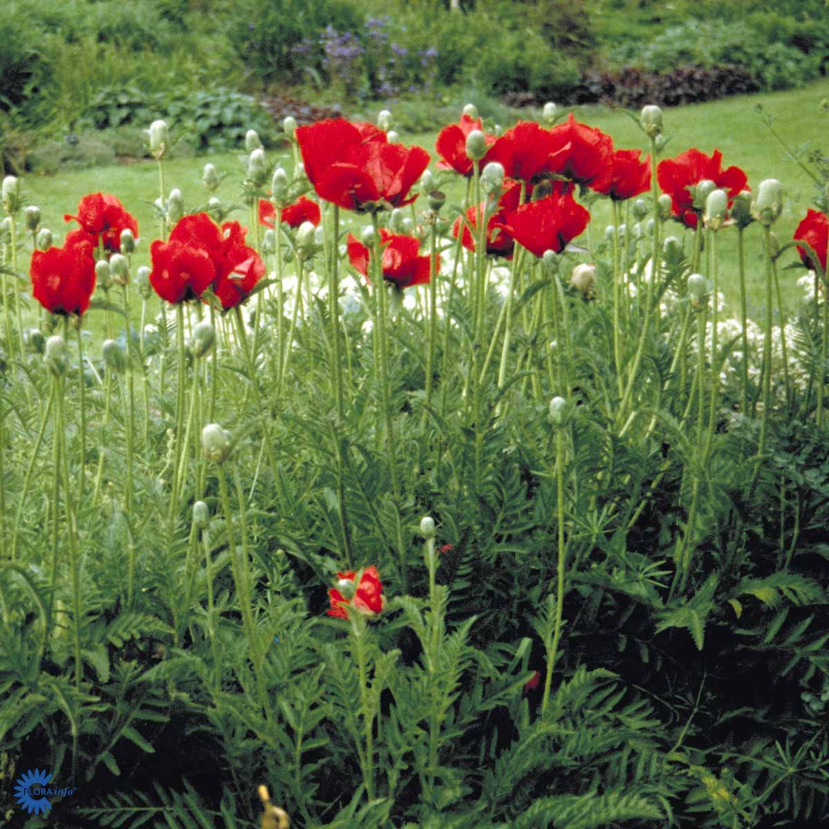 Bilde av Papaver or. 'Beauty of Livermere'-Spanne Plantesalg
