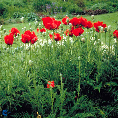 Bilde av Papaver or. 'Beauty of Livermere'-Spanne Plantesalg