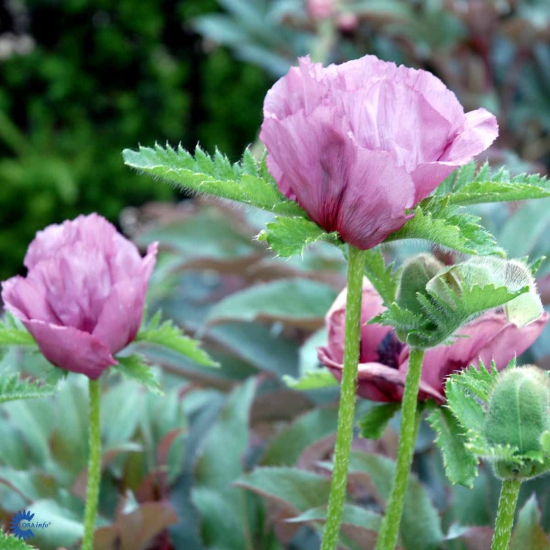 Bilde av Papaver or. 'Patty's Plum'-Spanne Plantesalg
