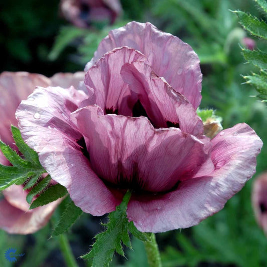 Bilde av Papaver or. 'Patty's Plum'-Spanne Plantesalg