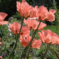 Bilde av Papaver or. 'Prinz. Viktoria Luise'-Spanne Plantesalg