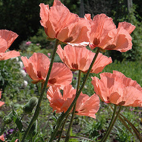 Bilde av Papaver or. 'Prinz. Viktoria Luise'-Spanne Plantesalg