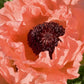 Bilde av Papaver or. 'Prinz. Viktoria Luise'-Spanne Plantesalg