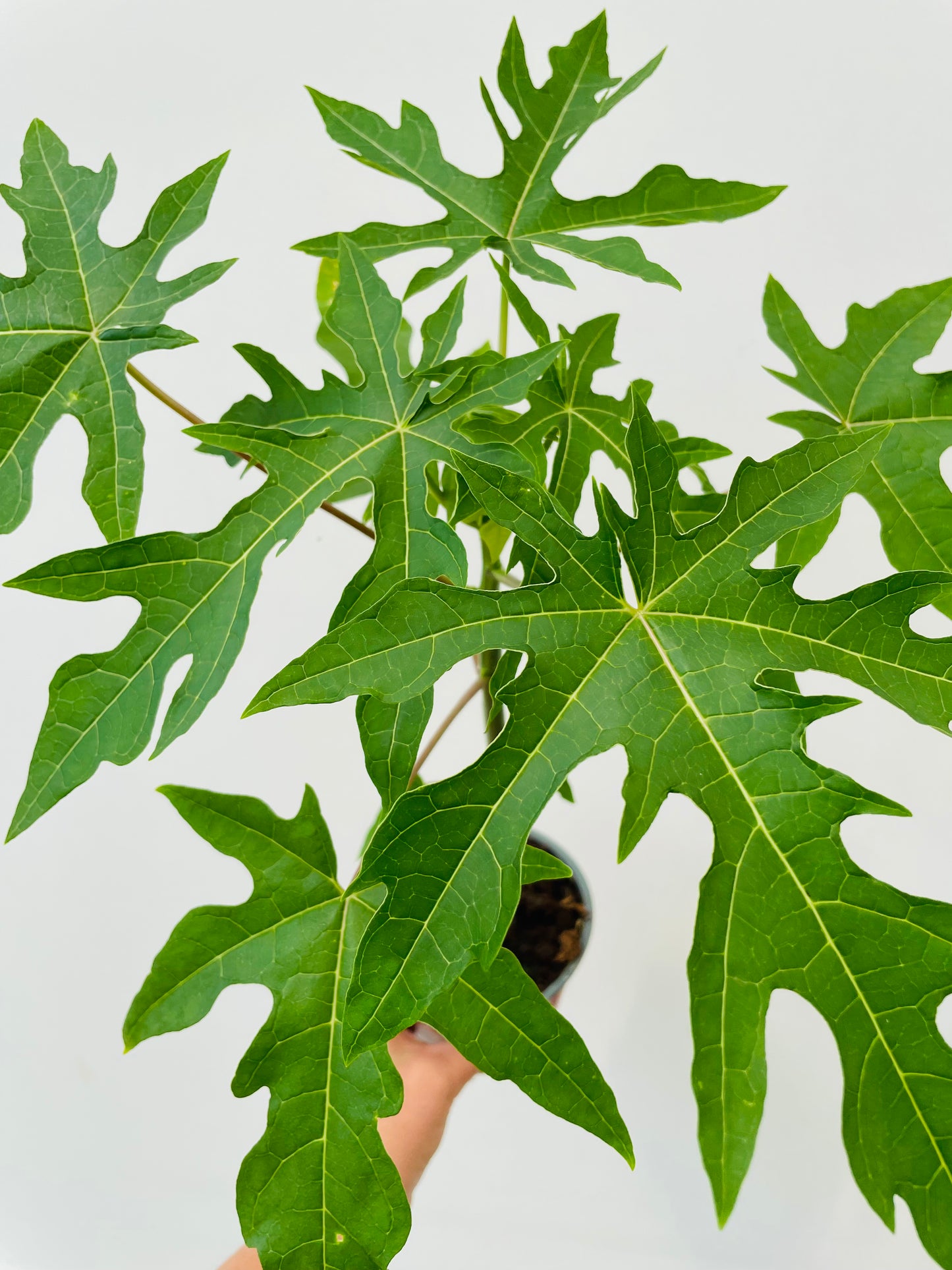 Papaya