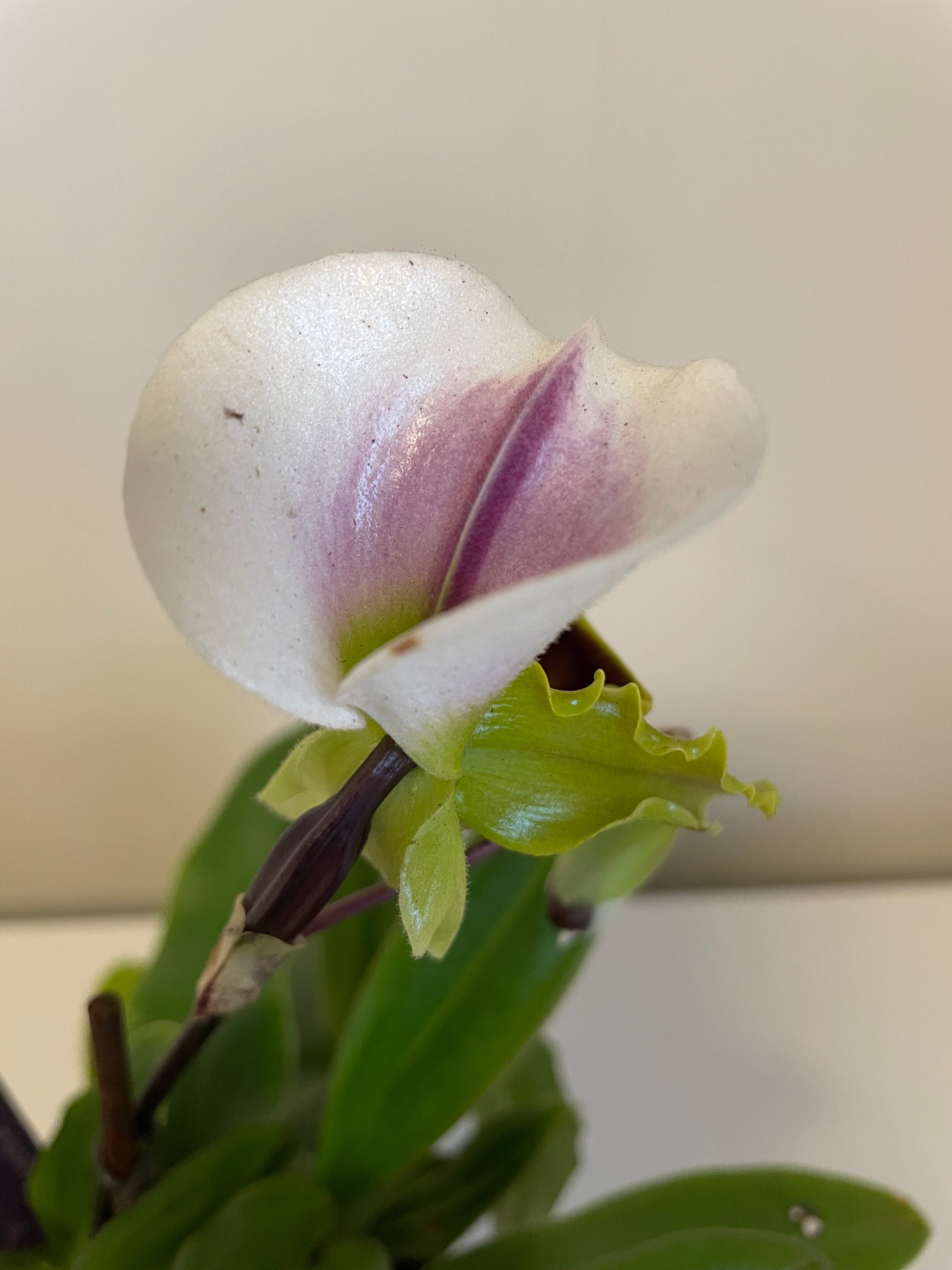 Bilde av Paphiopdilum-Spanne Plantesalg