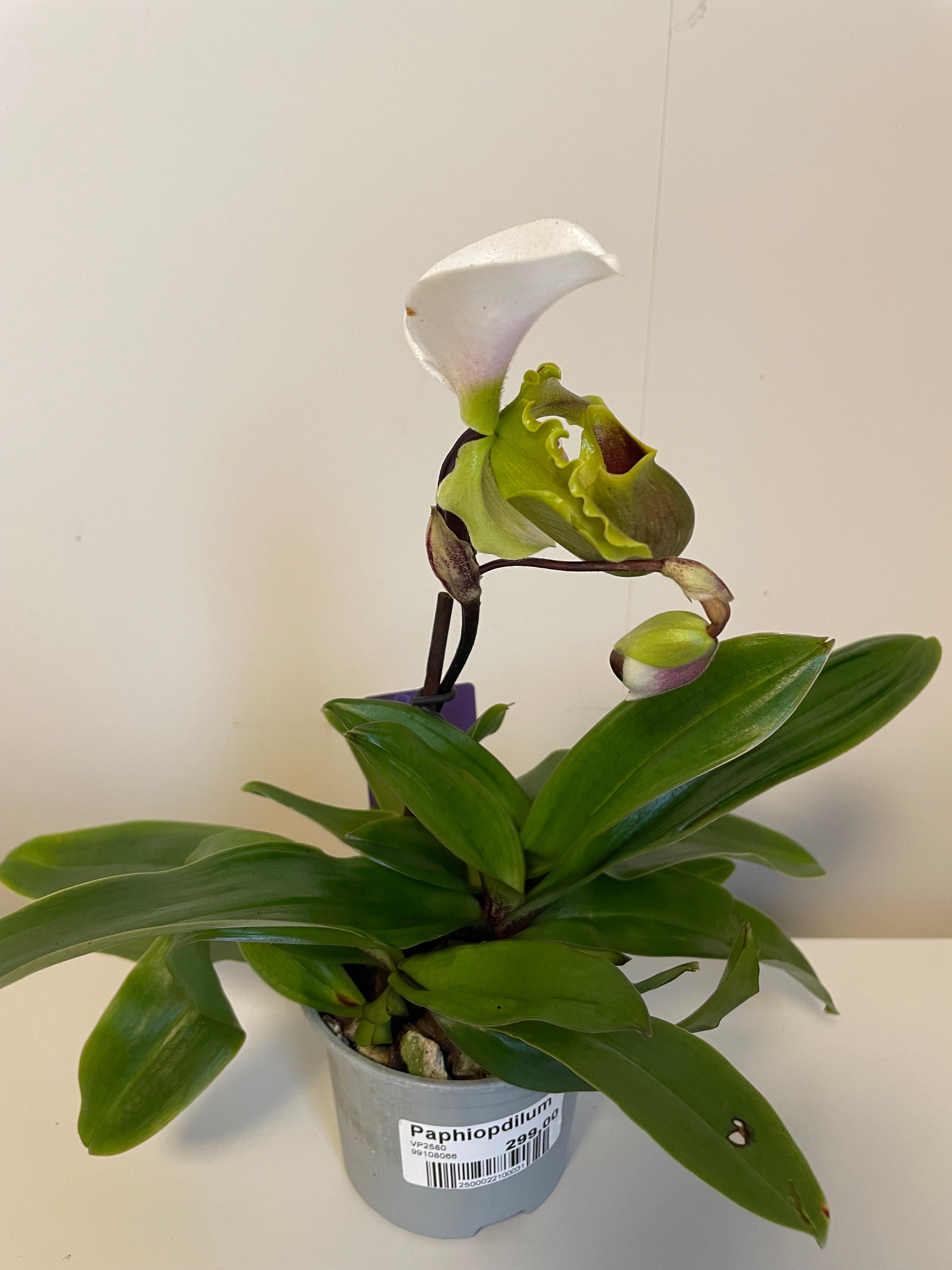 Bilde av Paphiopdilum-Spanne Plantesalg