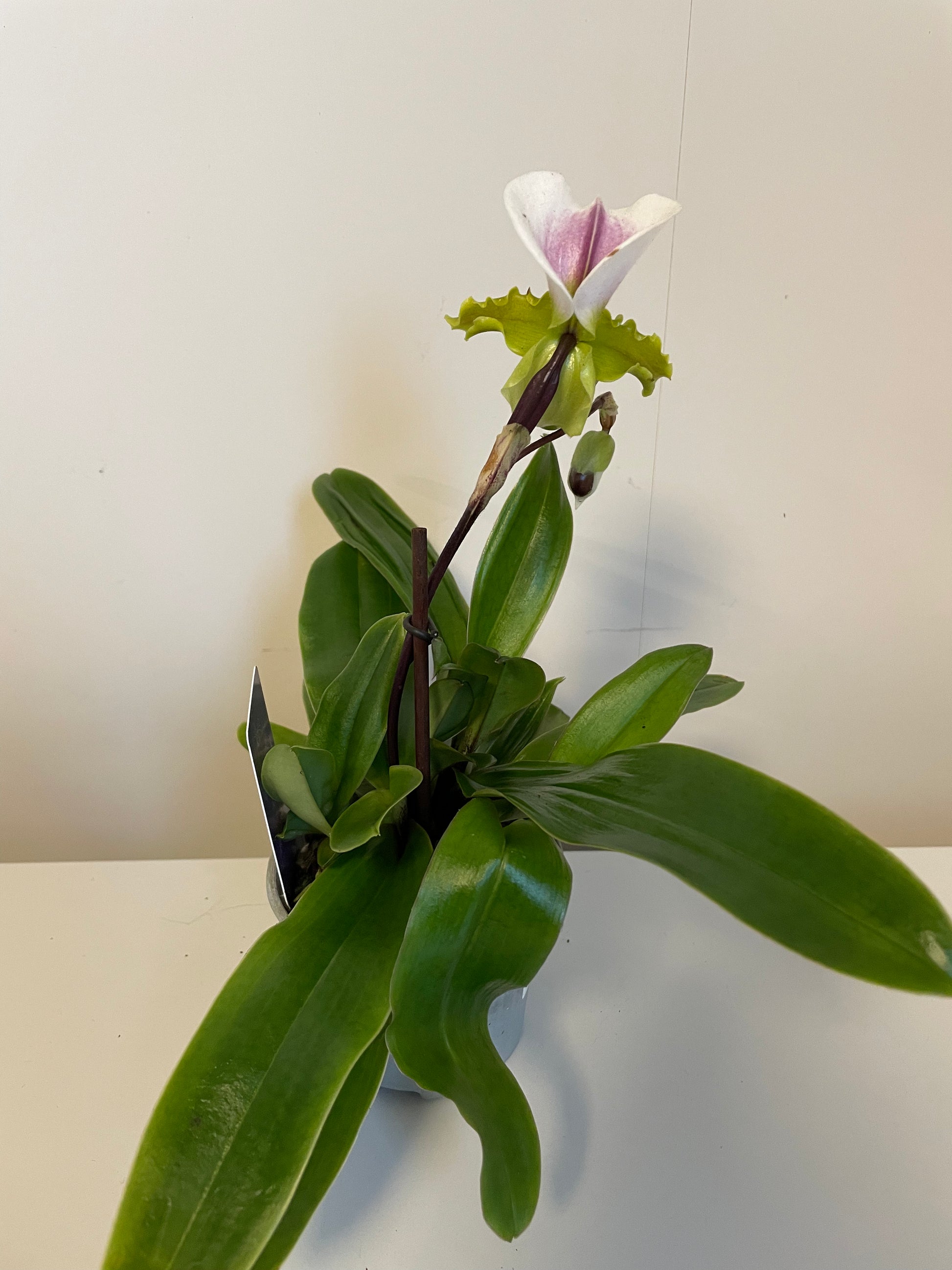 Bilde av Paphiopdilum-Spanne Plantesalg
