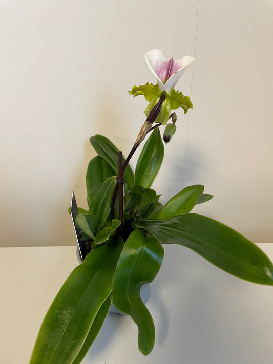 Bilde av Paphiopdilum-Spanne Plantesalg