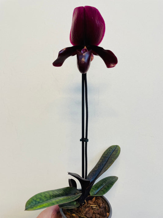 Bilde av Paphiopedilum ‘Black Jack’-Spanne Plantesalg