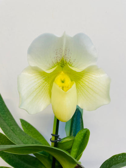 Bilde av Paphiopedilum ‘White Lady’-Spanne Plantesalg