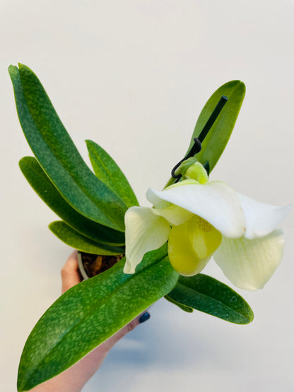 Bilde av Paphiopedilum ‘White Lady’-Spanne Plantesalg
