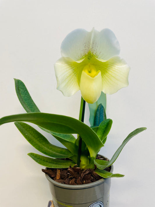Bilde av Paphiopedilum ‘White Lady’-Spanne Plantesalg