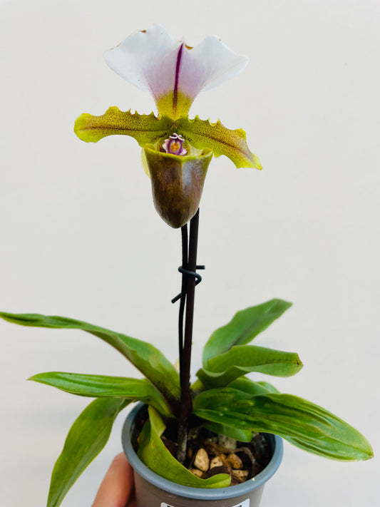 Bilde av Paphiopdilum-Spanne Plantesalg