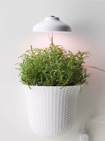Bilde av Paraply plantelys hvit-Spanne Plantesalg