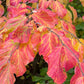 Bilde av Parrotia persica 'Vanessa'-Spanne Plantesalg