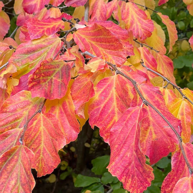 Bilde av Parrotia persica 'Vanessa'-Spanne Plantesalg