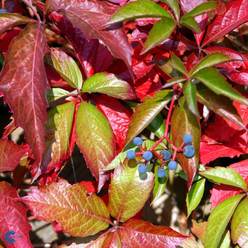 Bilde av Parthenocissus quinq. 'Engelmannii'-Spanne Plantesalg