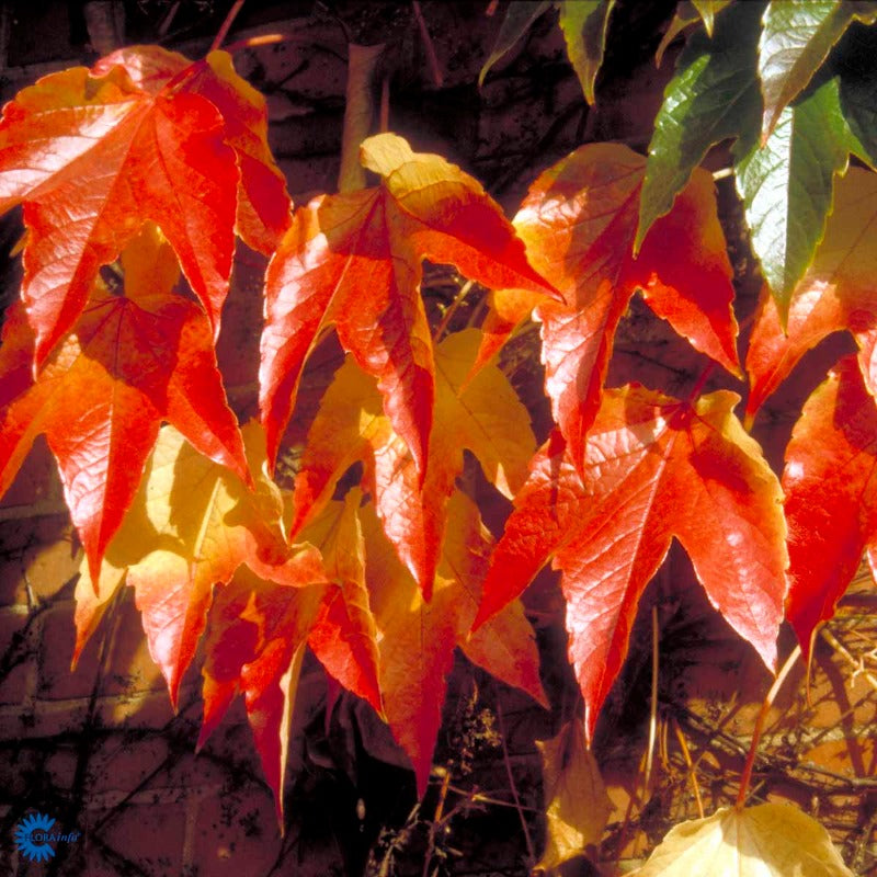 Bilde av PARTHENOCISSUS TRICUSPIDATA VEITCHII-Spanne Plantesalg