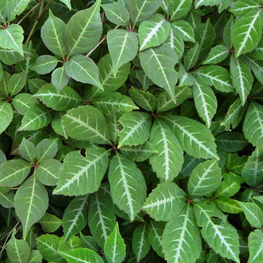 Bilde av Parthenocissus henryana-Spanne Plantesalg