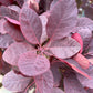 Bilde av Cotinus cog. 'Royal Purple'-Spanne Plantesalg