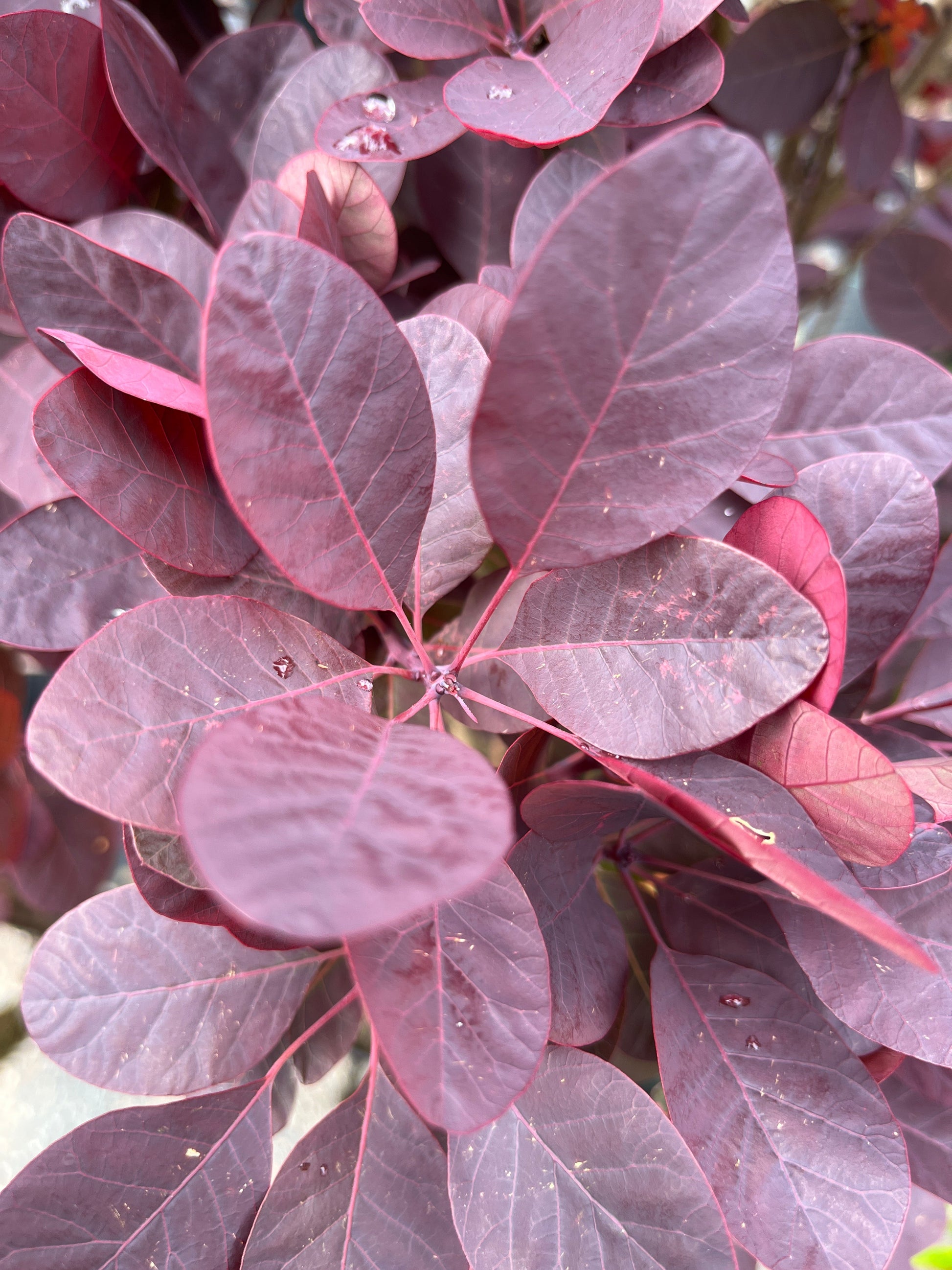Bilde av Cotinus cog. 'Royal Purple'-Spanne Plantesalg