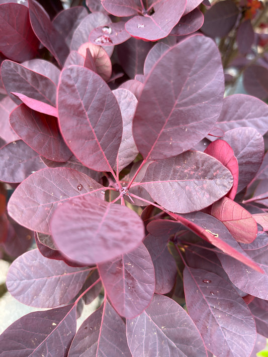 Bilde av Cotinus cog. 'Royal Purple'-Spanne Plantesalg