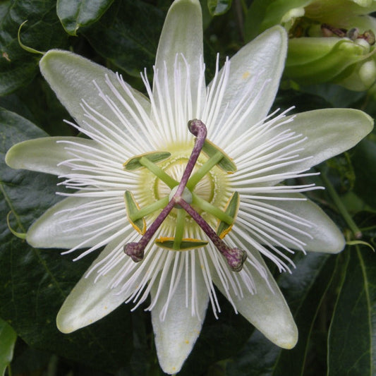 Bilde av Passiflora caerulea 'Const.Elliott'-Spanne Plantesalg