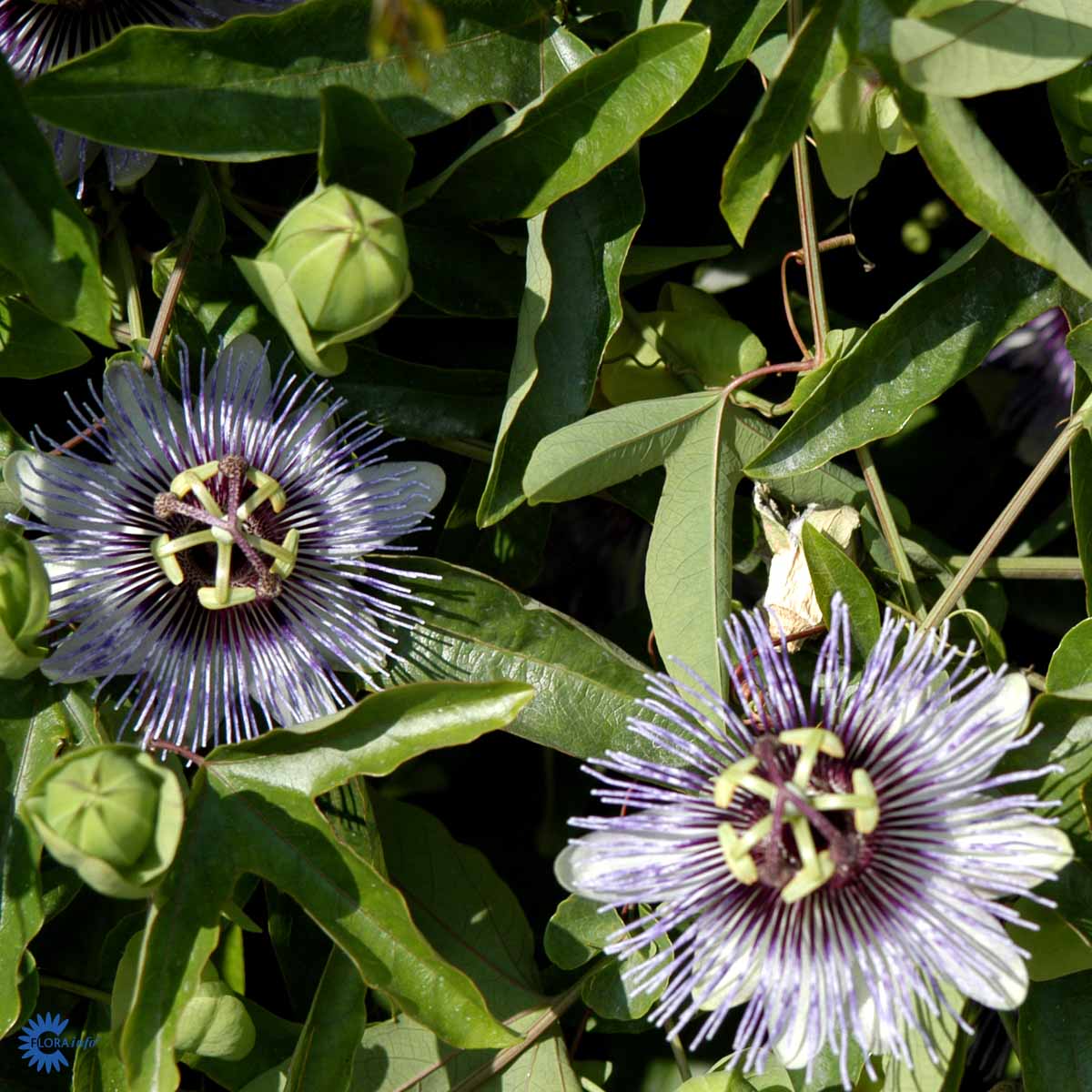 Bilde av Passiflora caerulea-Spanne Plantesalg