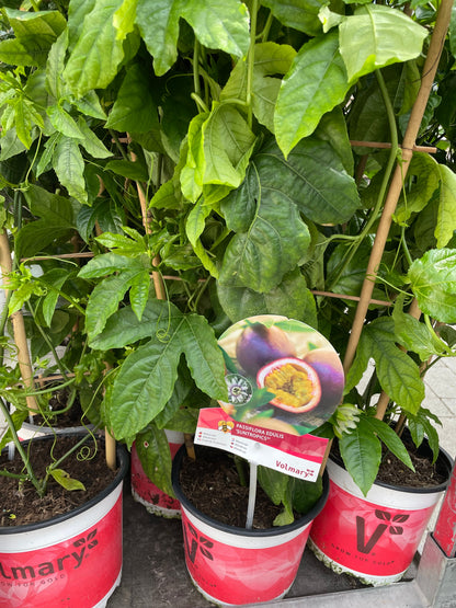 Bilde av Passiflora edulis-Spanne Plantesalg