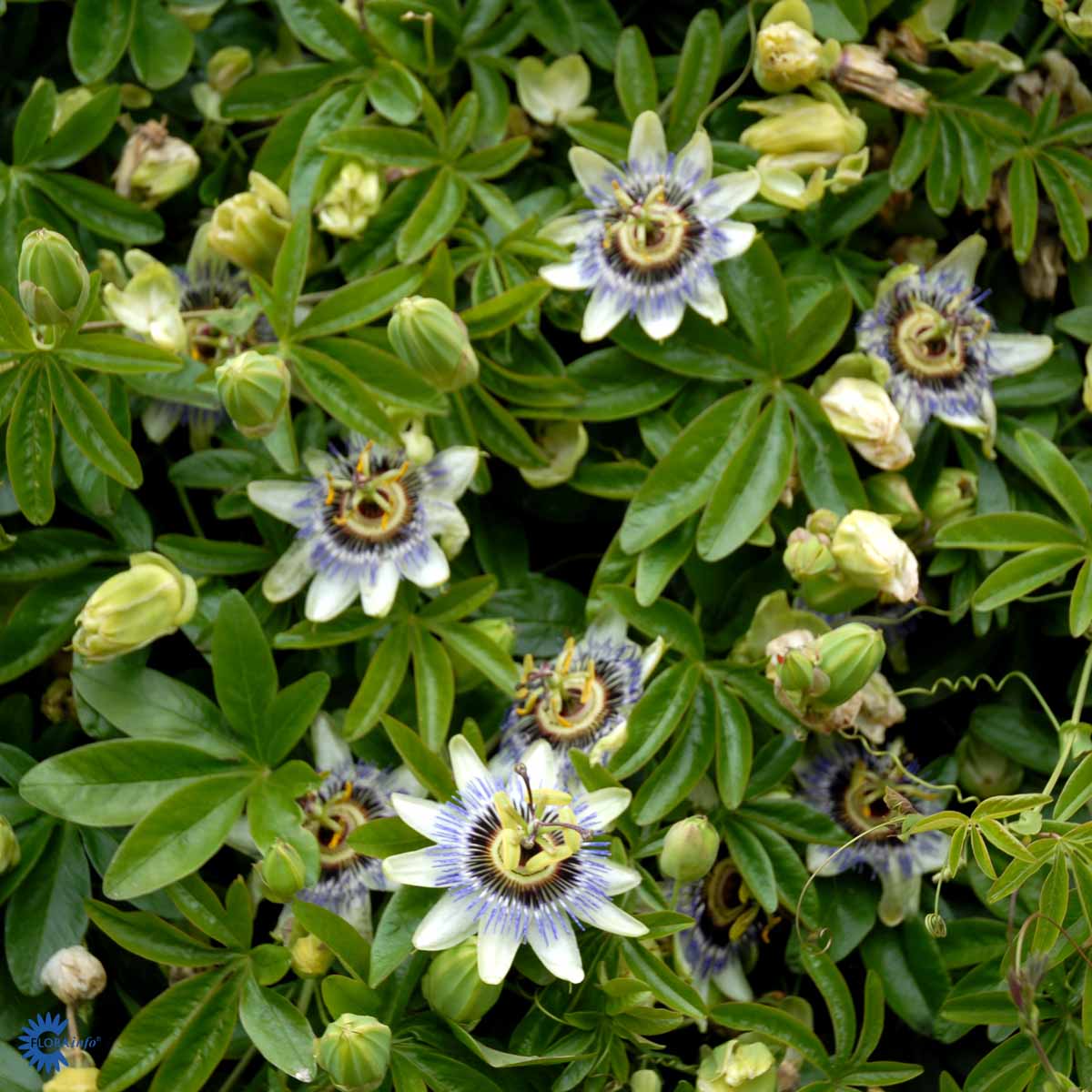 Bilde av Passiflora edulis-Spanne Plantesalg