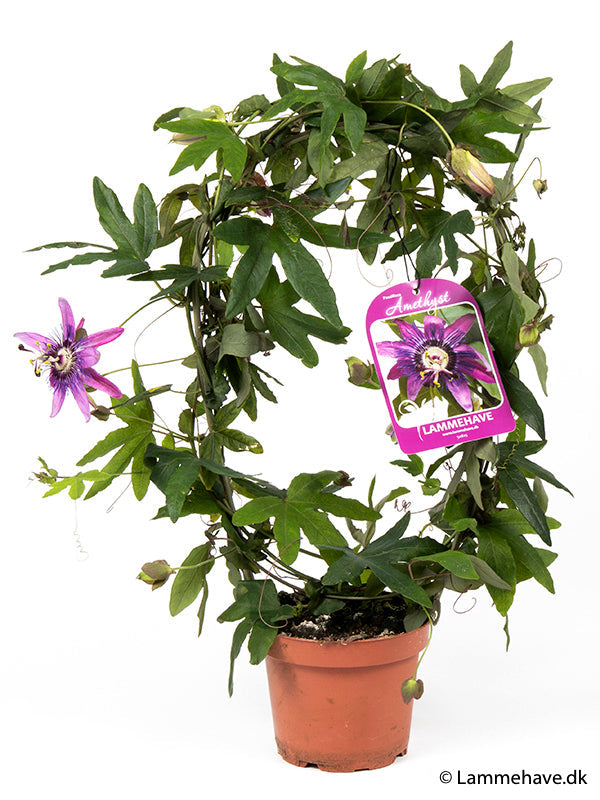 Bilde av PASSIFLORA VIOLACEA-Spanne Plantesalg