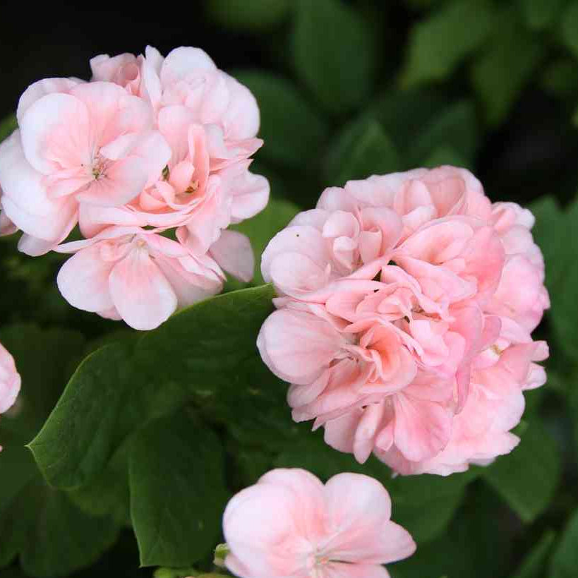 Bilde av Pelargonium Dronning Ingrid (Mårbacka) Pris pr 2 stk-Spanne Plantesalg