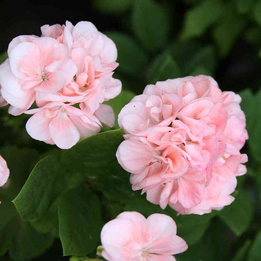 Bilde av Pelargonium Dronning Ingrid (Mårbacka) Pris pr 2 stk-Spanne Plantesalg