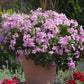 Bilde av Pelargonium Marcada Pink, 2 For 99,90-Spanne Plantesalg